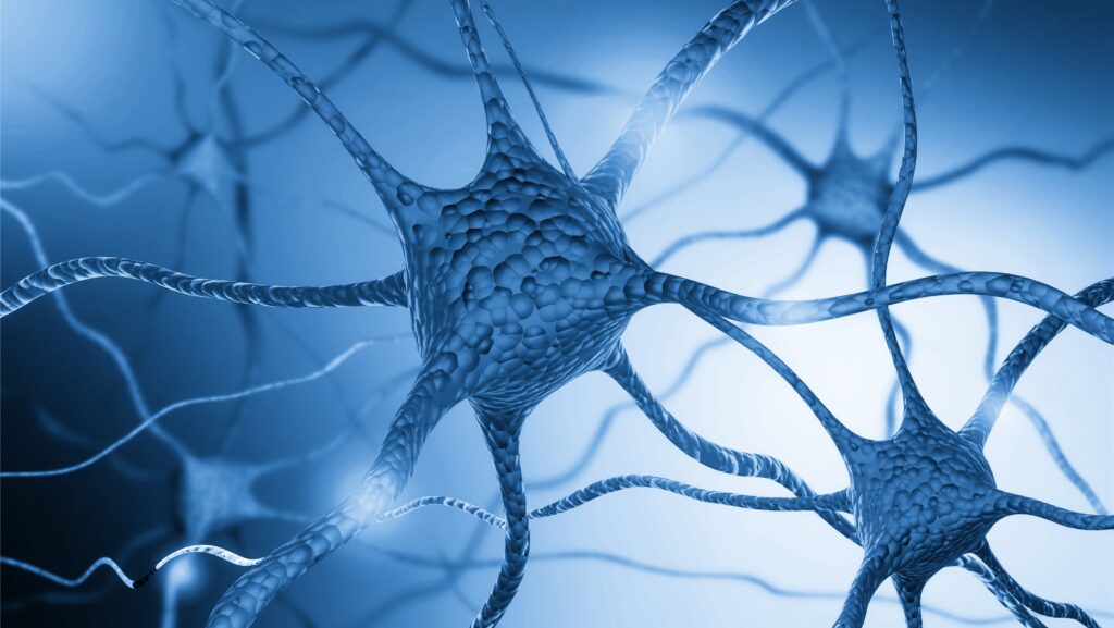 Conjugation of neural nerves of human brain